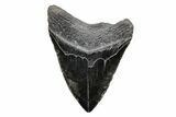 4.92" Fossil Megalodon Tooth - South Carolina - #201621-2